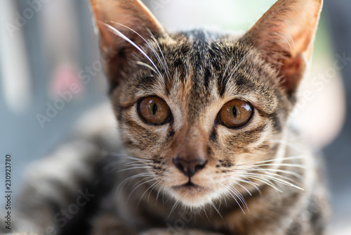 Portrait of cat is looking at camera, cute pet at home