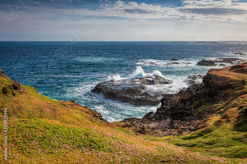 Pink wildflowers on the cliffs overlooking the rugged coastline at the Nobbies  Phillip island  Victoria  Australia