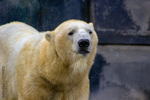 Beautiful close-up image of White Polar Bear © mynewturtle