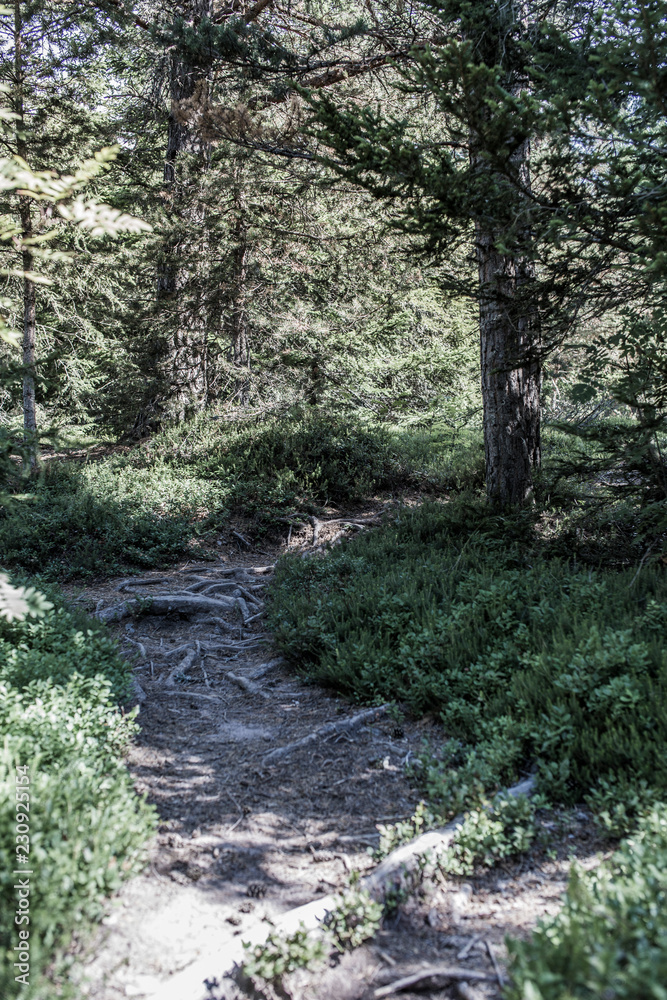 Weg mit Wurzeln im Wald