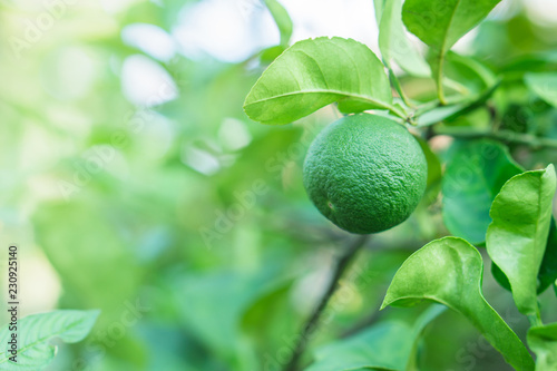 Wallpaper Mural close up lime fruit on tree with green leaf in a garden  Torontodigital.ca