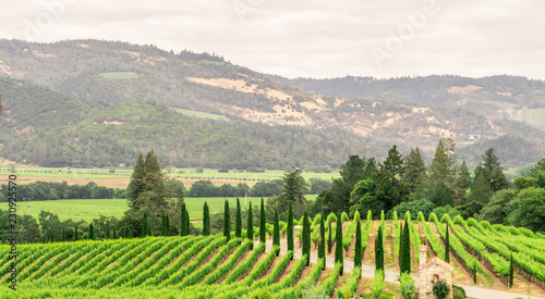 vineyard in napa valley