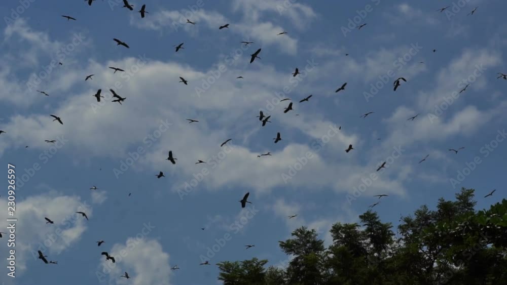Group of Asian openbill flying on blue sky background, slow motion
Group of Asian openbill flying on blue sky background, slow motion