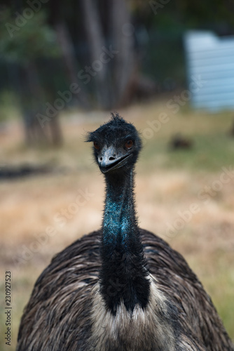 Emu © Francesco