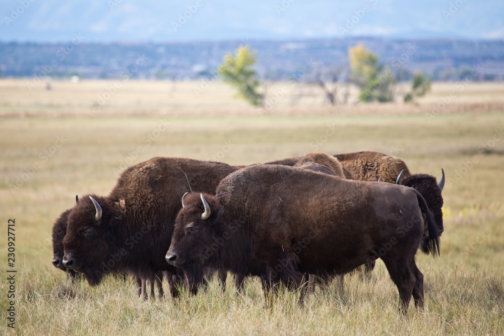 bison in Colorado