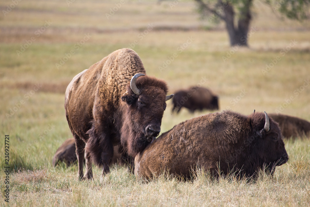 american bison american bison