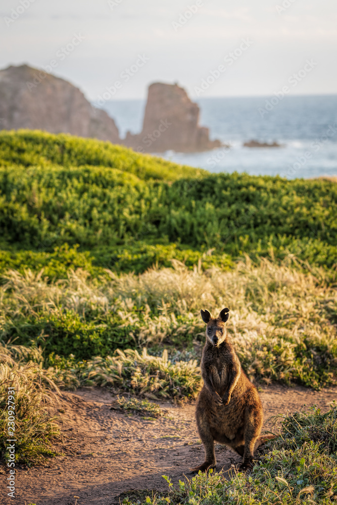 Obraz premium A Swamp Wallaby (Wallabia bicolor) feeding at sunset at Cape Woolamai, Phillip Island, Victoria, Australia