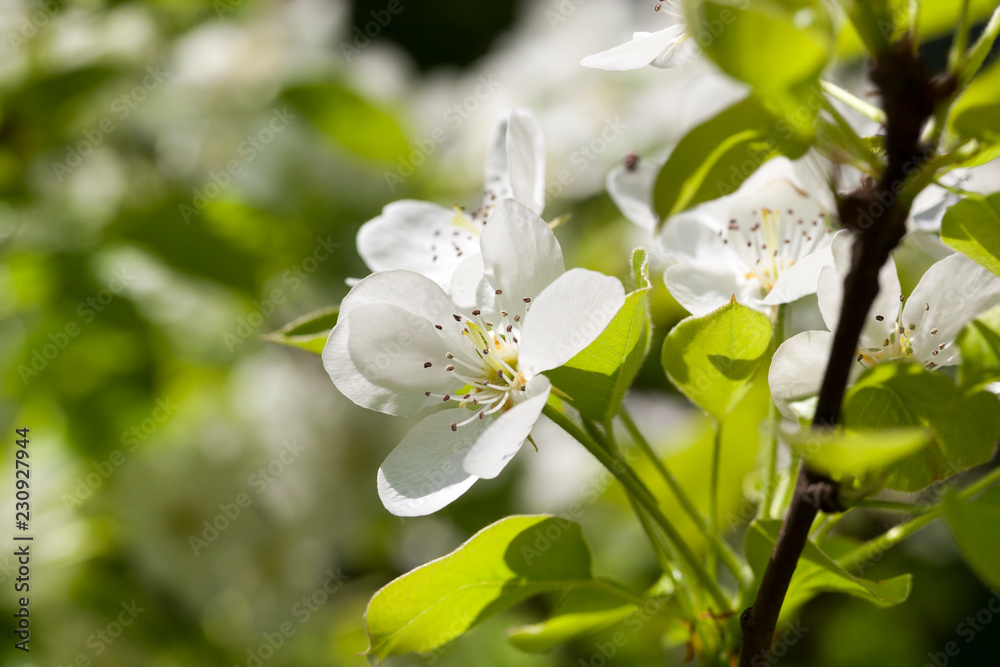 white flowers tree