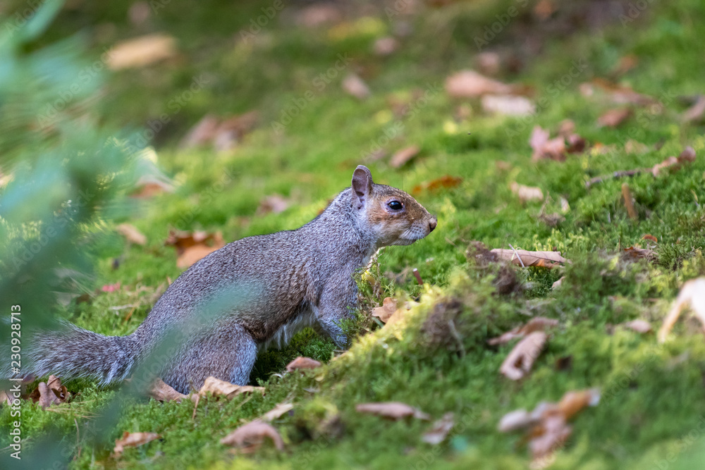 Gray squirrel hiding food for winter in green moss
Gray squirrel hiding food for winter in green moss