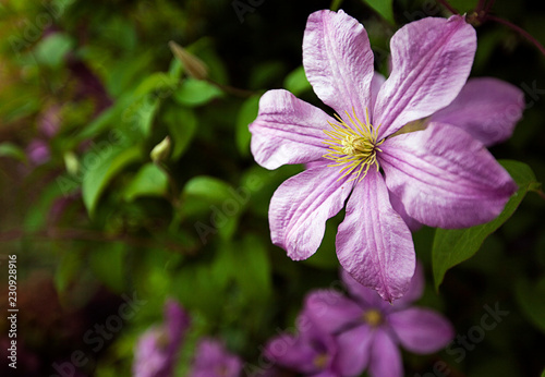 Garden flowers and vegetables