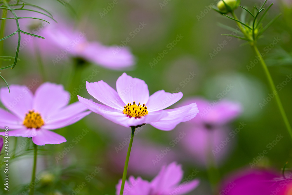 Cosmos Flower / Furusato Plaza in Sakura City, Chiba Prefecture, Japan Cosmos Flower / Furusato Plaza in Sakura City, Chiba Prefecture, Japan