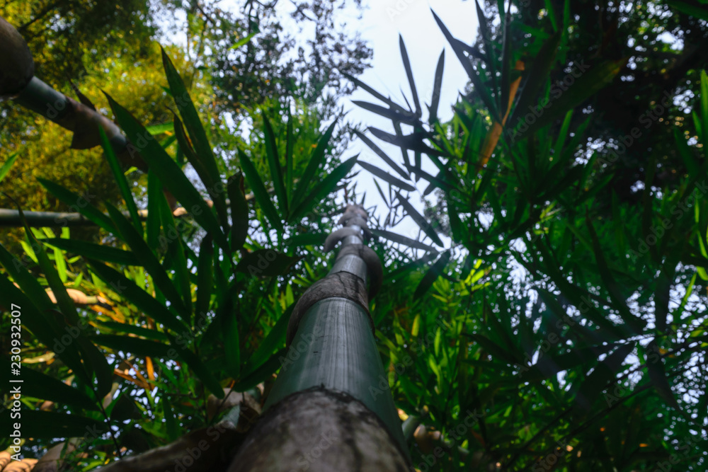 Fototapeta premium Up view from the ground of green and big bamboo tree trunk in rainforest