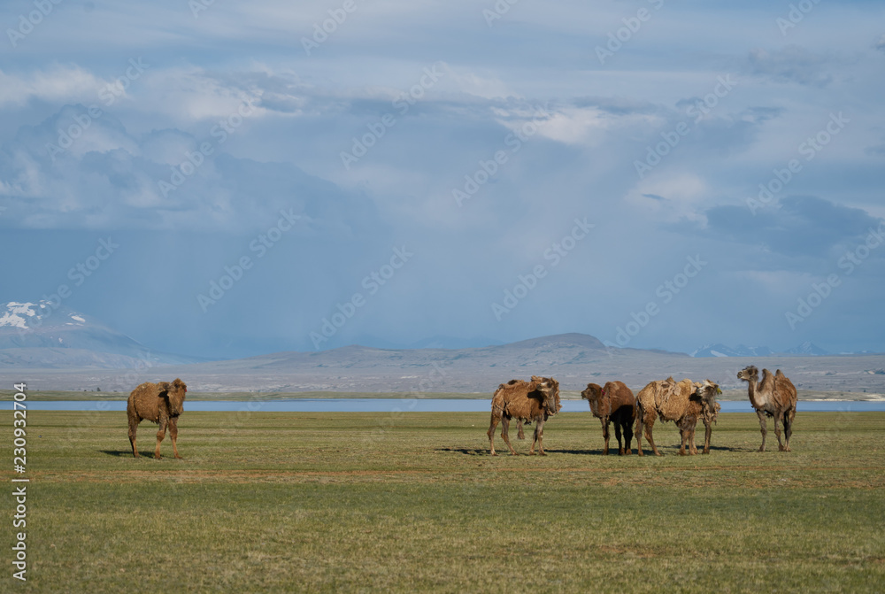 Fototapeta premium Bactrian camels in Mongolia