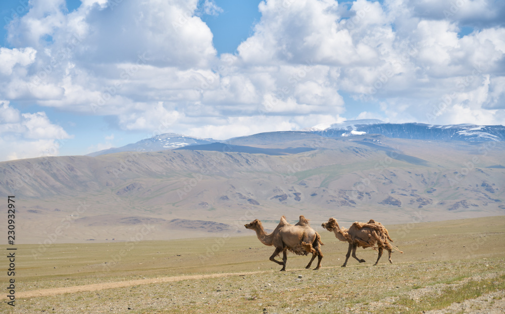 Running Bactrian camels in Mongolia