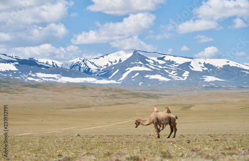 Bactrian camels in Mongolia © Dina