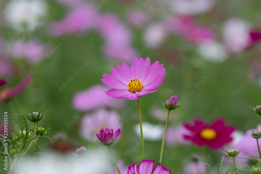 Cosmos Flower / Furusato Plaza in Sakura City, Chiba Prefecture, Japan Cosmos Flower / Furusato Plaza in Sakura City, Chiba Prefecture, Japan
