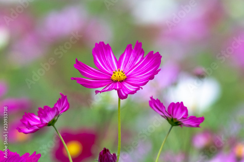 Cosmos Flower / Furusato Plaza in Sakura City, Chiba Prefecture, Japan