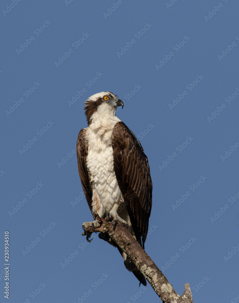 Osprey Osprey