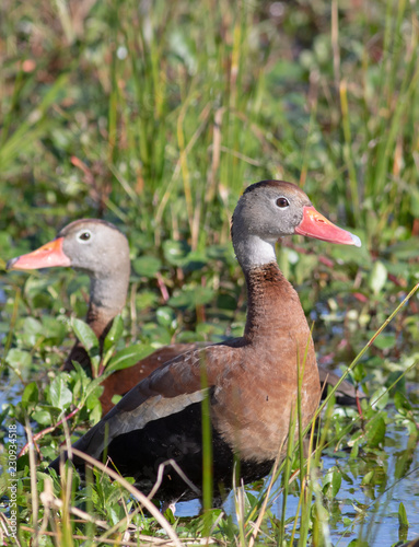 Whistling Ducks