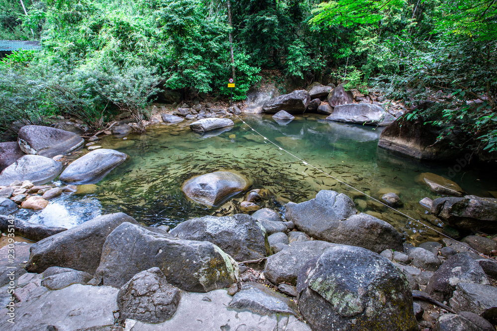 custom made wallpaper toronto digitalNatural view close-up There are a lot of fish swimming in the clear waters, a rich background of rocks, and a variety of fish, which are beautifully ecologically sound.