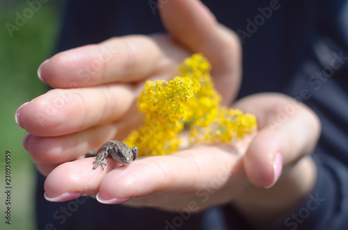 Small lizard and yellow wildflowers in female hands.