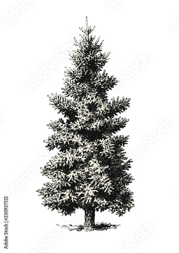retro vintage vector illustration of a classic fir tree or Christmas tree without decoration, also great as an outdoor / landscape design element