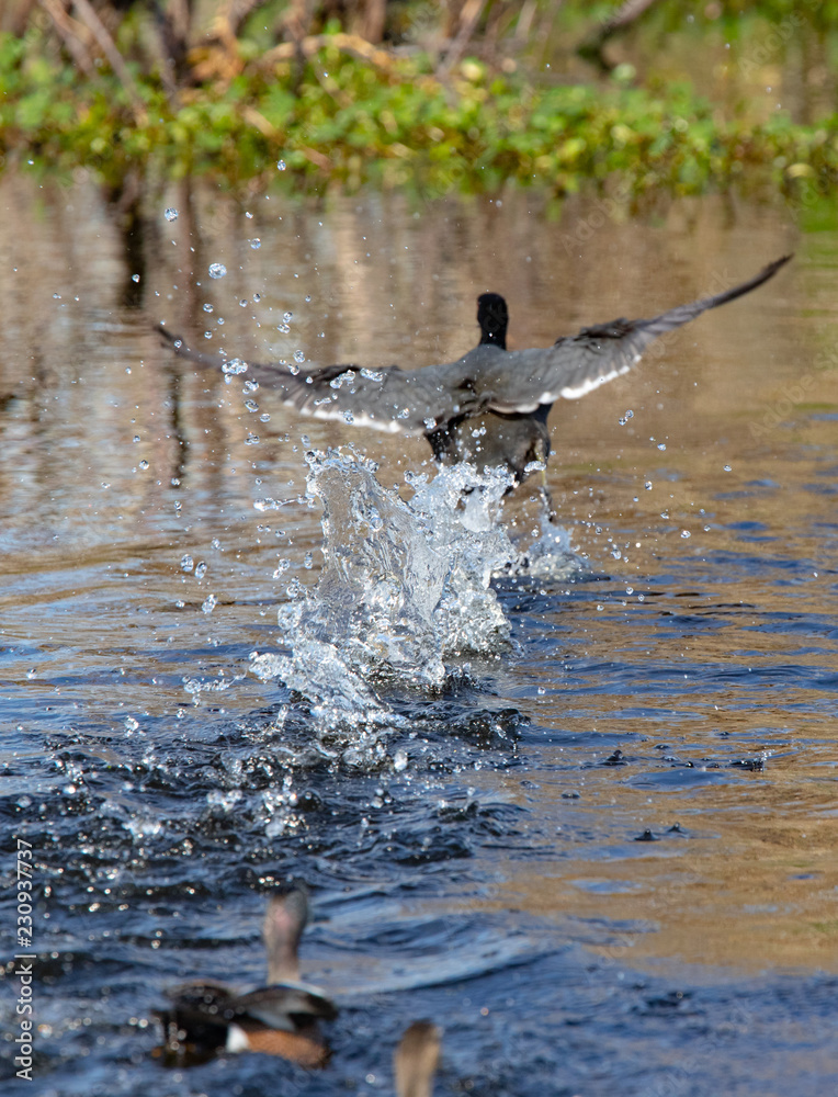 Fototapeta premium Run Away