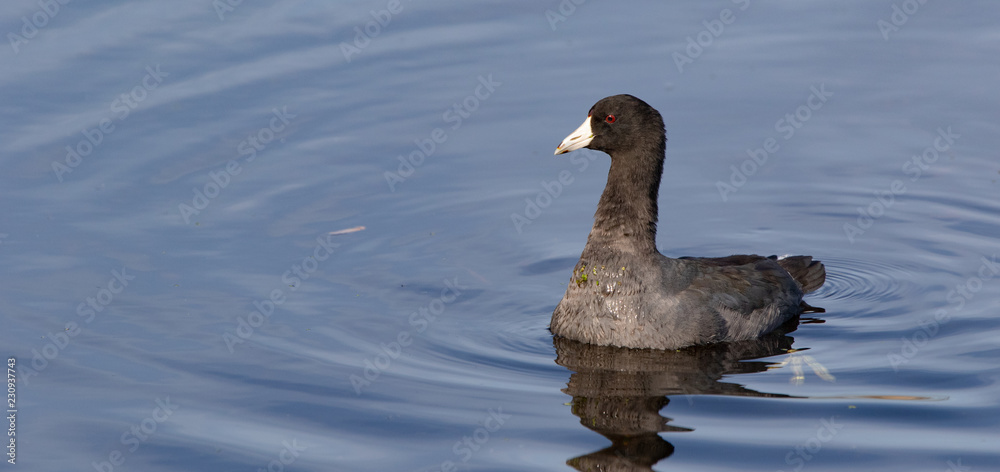 Fototapeta premium American Coot
