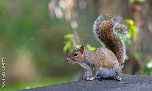 Squirrel