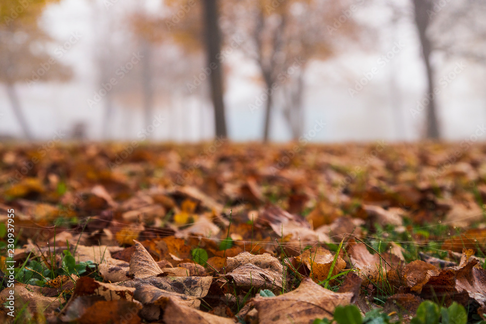Autumn, Park and dry leaves