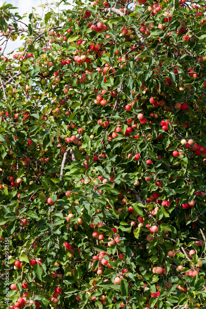 small red wild not tasty apples