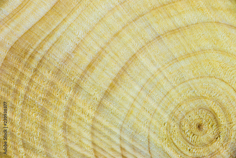 Fototapeta premium a wooden disc with annual rings and saw marks