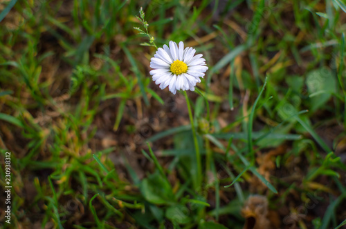 A white wildflower growing on grass