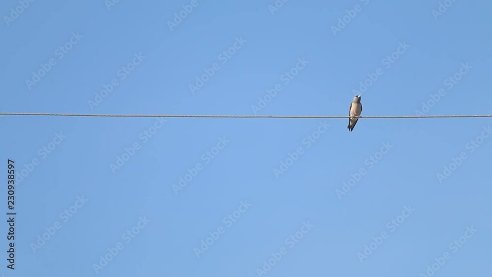 bird on the electrical wire with blue sky bird on the electrical wire with blue sky