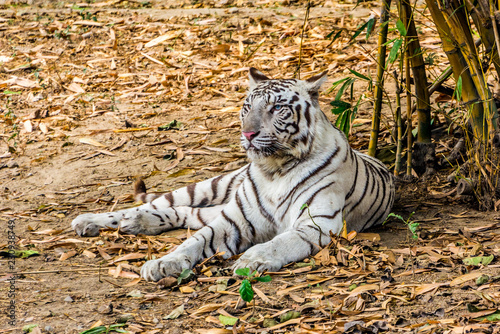White tiger on yellow ground