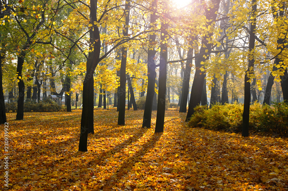 autumn Park with fallen leaves in the Mikhailovsky garden