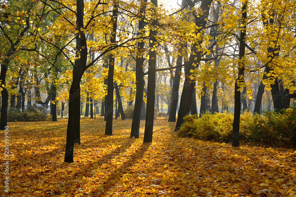 autumn Park with fallen leaves in the Mikhailovsky garden