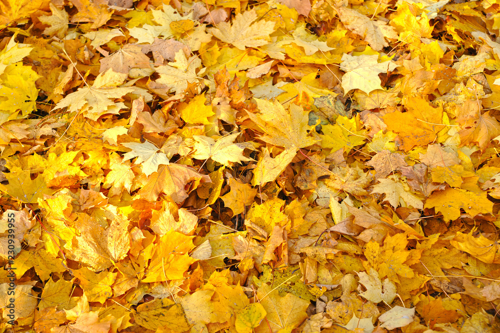 background of fallen yellow maple leaves background of fallen yellow maple leaves