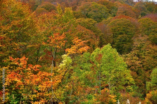 八幡平の紅葉シーン