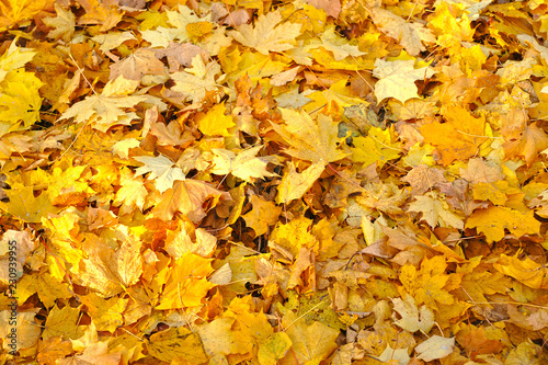 background of fallen yellow maple leaves