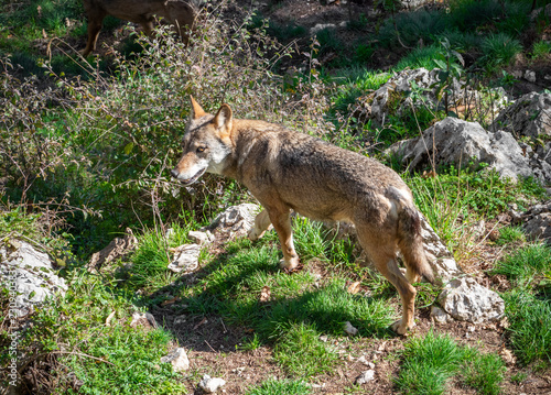 National Park of Abruzzo, Lazio and Molise (Italy) - The autumn in the italian mountain natural reserve, with wild animals, little old towns, the Barrea Lake. Here: the wolf