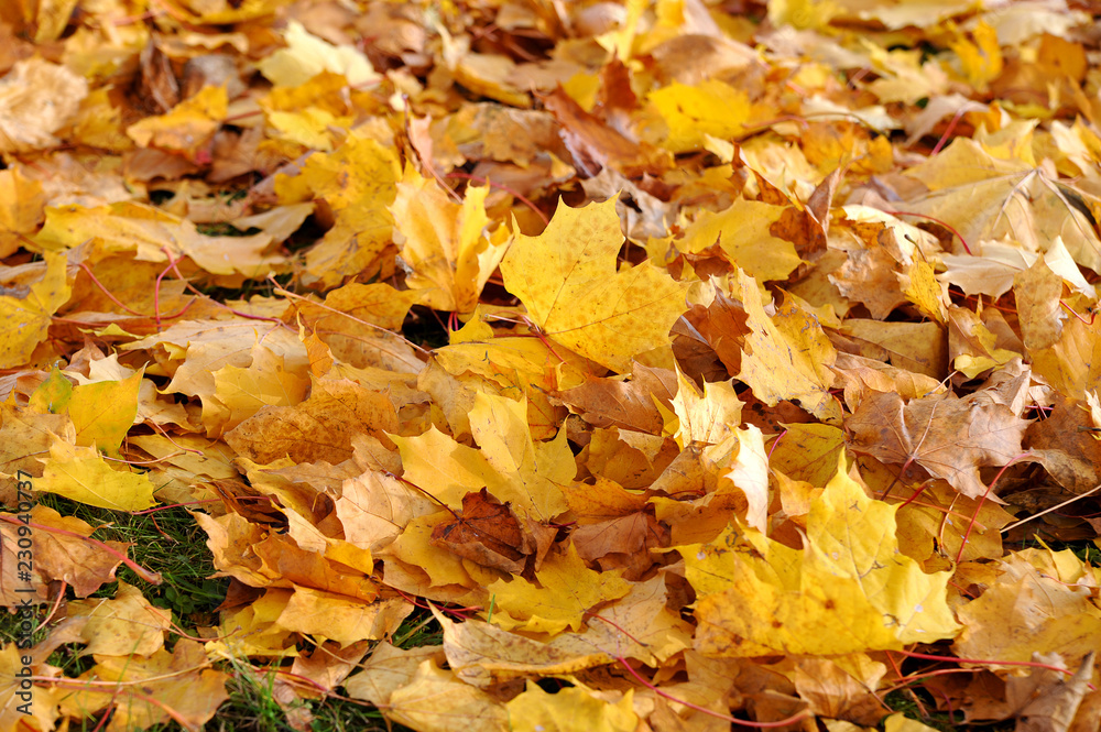 background of yellow maple leaves background of yellow maple leaves