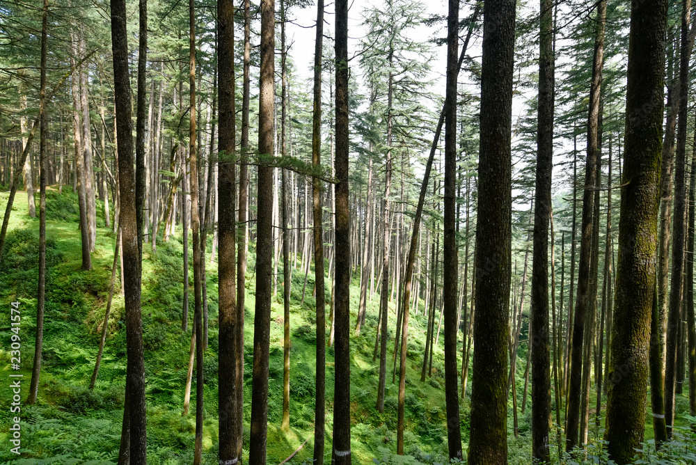 Fototapeta premium Mountain pine tree group