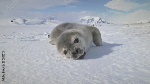 Close-Up Weddell Seal Baby On Antarctica Snow Land. Polar Landscape. Cute Puppy Lying On The Frozen Ground And Yawning. Habits Of Wild Animals. Antarctic Continent. Funny Shot. 4k Footage.