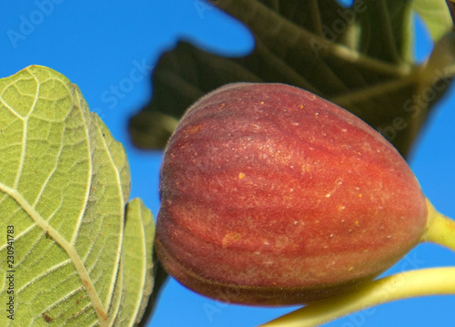 Raw Black Jack fig in southern California United States photo