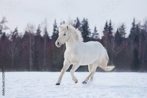 White horse running in winter © Rita Kochmarjova