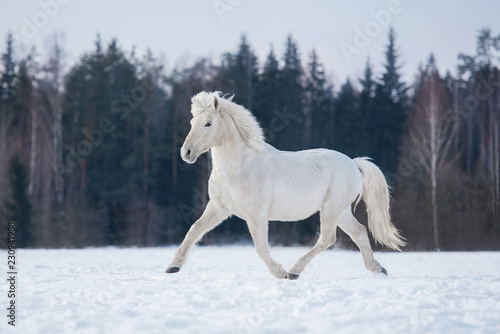 White horse running in winter © Rita Kochmarjova