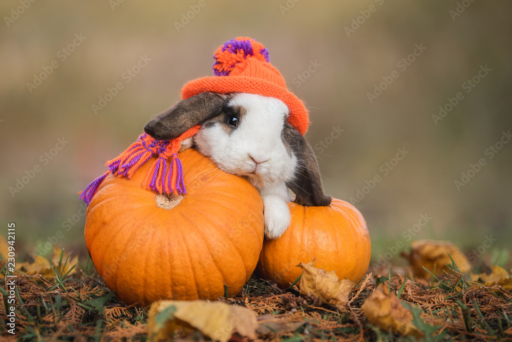 Fototapeta premium Little rabbit dressed in a knitted hat and scarf with a pumpkins