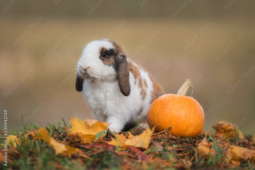 Naklejka premium Little rabbit with a pumpkin in autumn