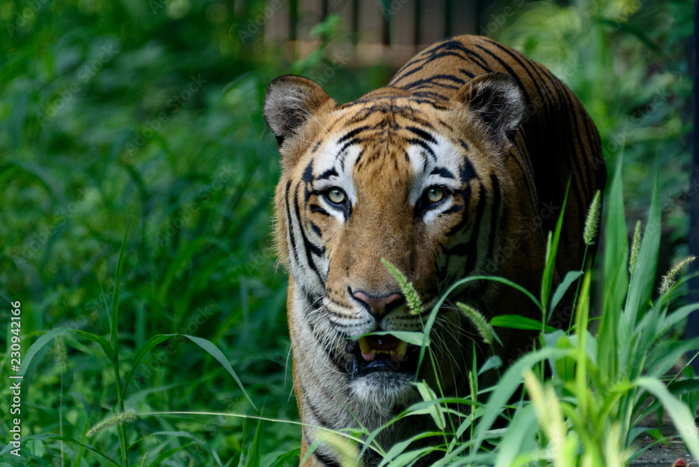 Fototapeta premium Indian Bangol Tiger